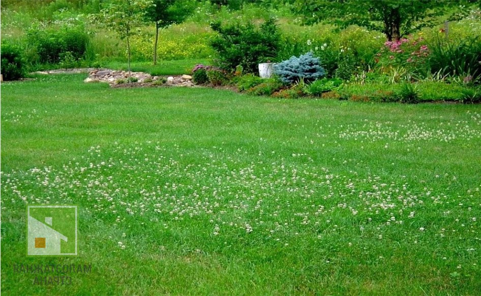 Белый клевер для газона – оптимальный вариант озеленения ландшафта фото