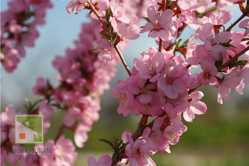 Декоративный миндаль: розовое великолепие вашего сада