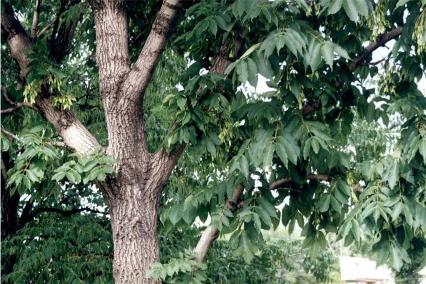 Дерево ясень: виды и их распространение, особенности и применение древесины фото