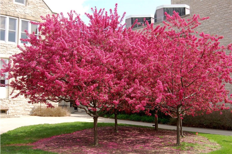 Декоративная яблоня с красными цветами в саду: сорта и уход за деревом фото