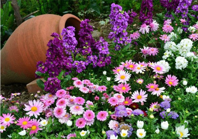 Как красиво посадить цветы на даче: правила, схемы, возможные композиции фото
