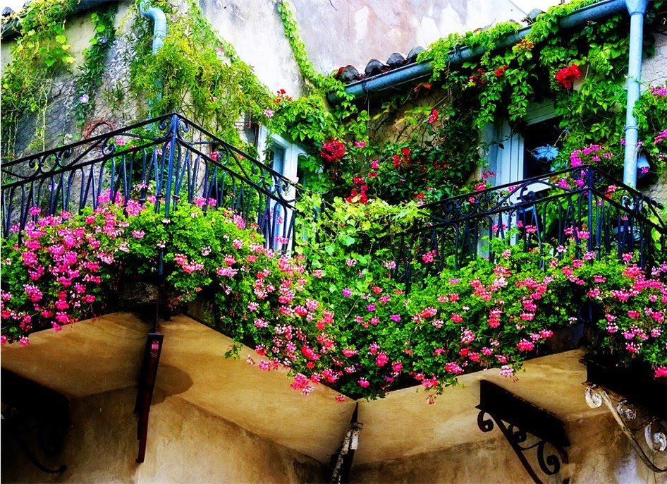 Озеленение балконов — советы по выбору растений для лоджии и способу декорирования +30 фото фото