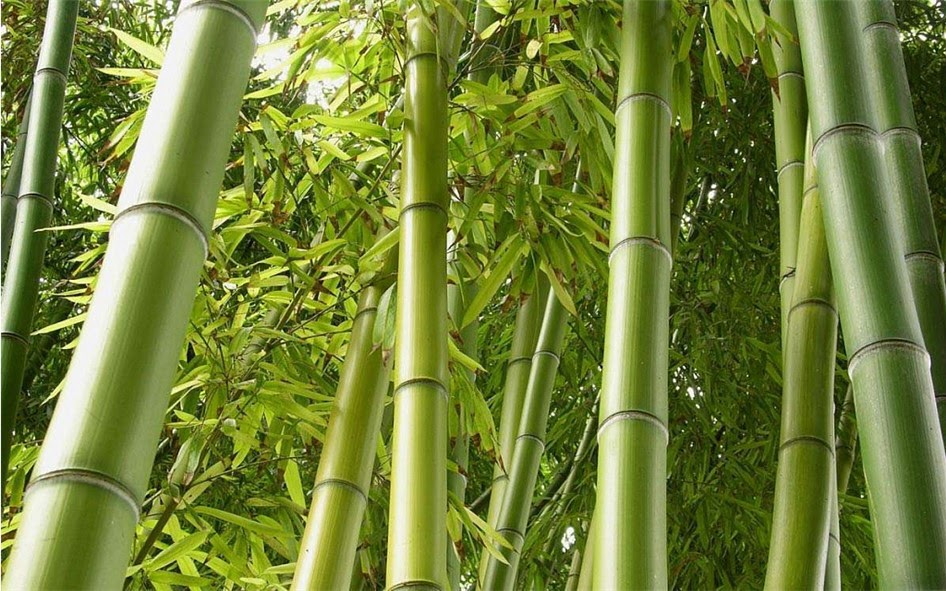 Различные способы применения бамбука в интерьере фото