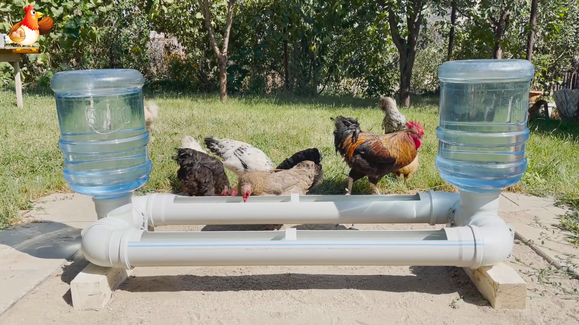 Простые модели поилок для кур и цыплят, которые можно изготовить самостоятельно: требования к конструкциям