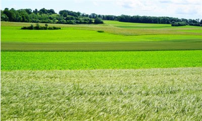 Категория земли сельскохозяйственного назначения: состав и особенности использования
