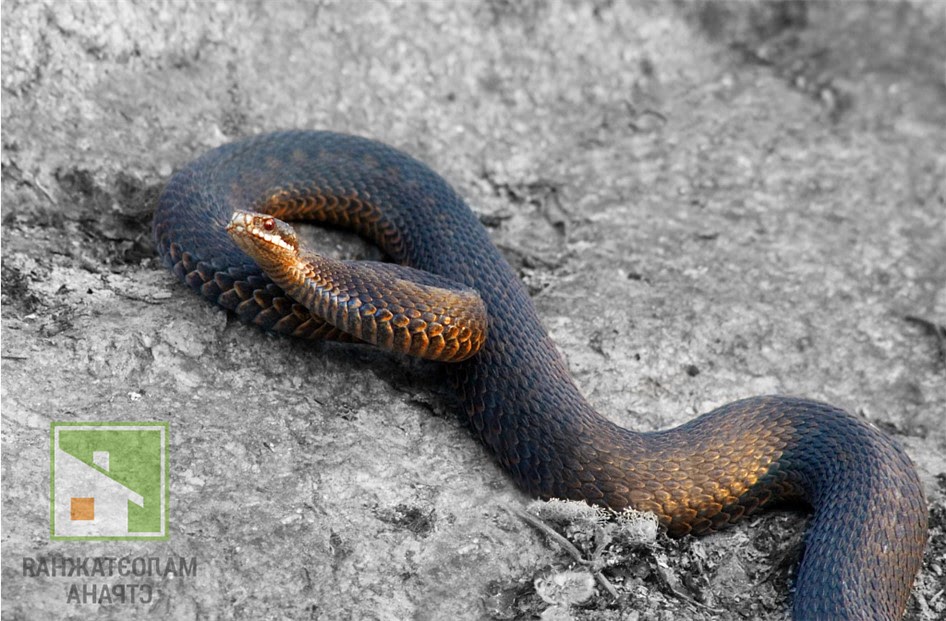 Как можно отпугнуть змей с дачного участка – все известные способы фото