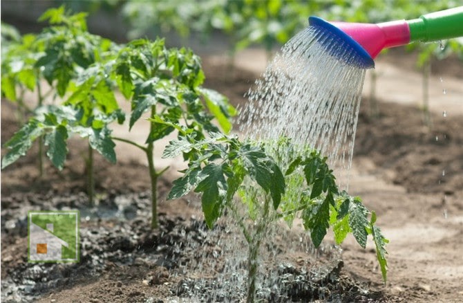 Как правильно и часто поливать огород – виды растений, советы, правила и режимы