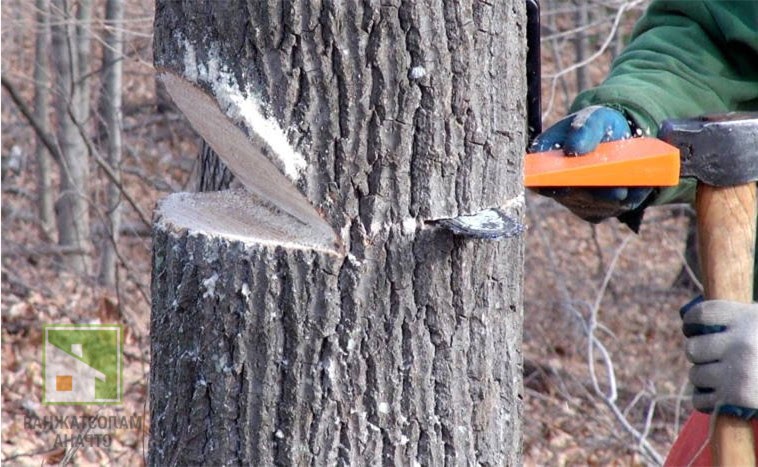 Как правильно спилить дерево бензопилой в нужном направлении: обзор основных способов фото