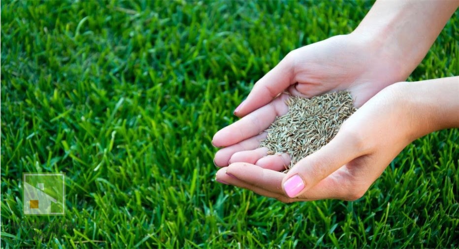 Как сеять газонную траву: от выбора вида газона до посадки семян