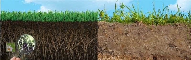 Как создать газон на глинистых почвах