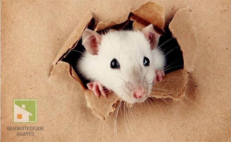 Какой утеплитель не грызут мыши: натуральные материалы против смеси компонентов