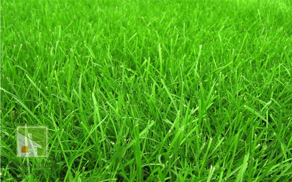 Какую можно купить газонную траву недорого в Москве – цены на газонные травы фото