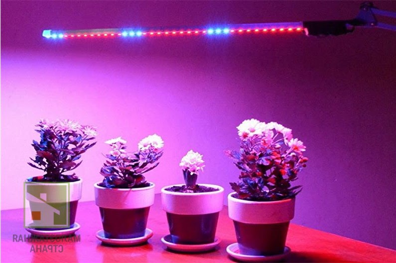 Лампы для растений: какие бывают и для чего нужны