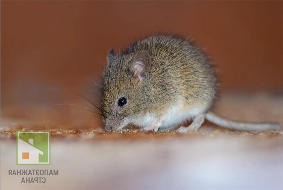 Обзор самых эффективных средств для борьбы с мышами и крысами фото
