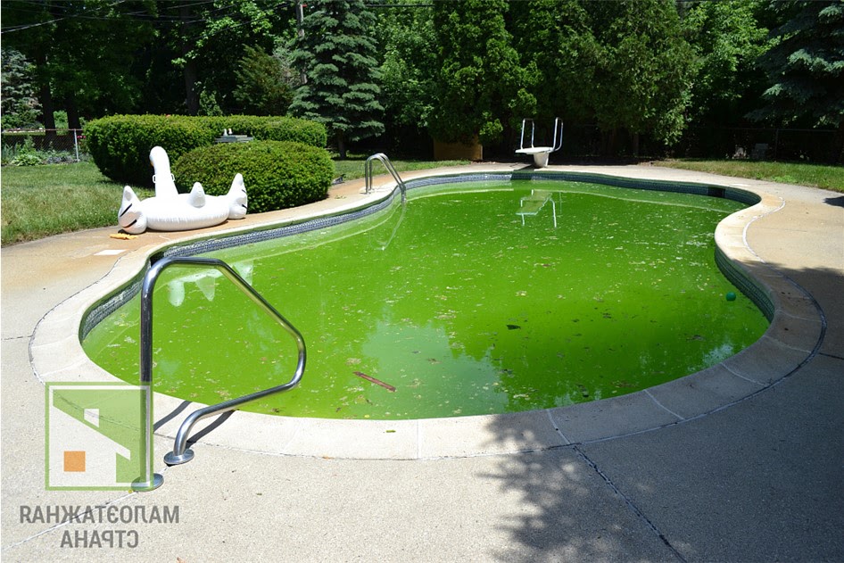 Особенности выбора средства для бассейна против цветения воды фото