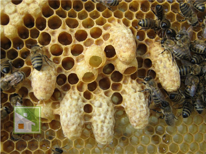 Пчелиный улей: особенности выбора, разновидности и способ самостоятельного изготовления фото
