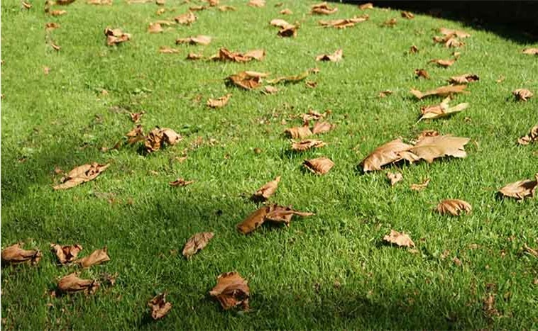 Подготовка газона к зиме осенью: чистка, стрижка, внесение удобрений фото