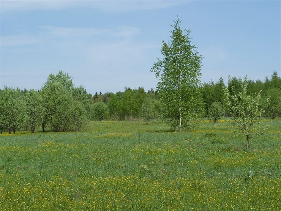 Коттеджный поселок «Лесная поляна» фото