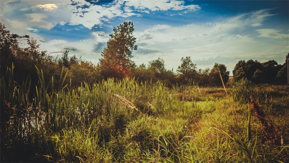 Коттеджный поселок «Лисичкин бор» фото