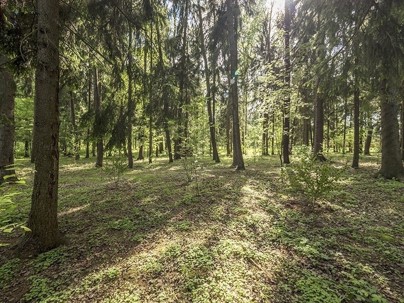 Коттеджный поселок «Мишкин лес» фото