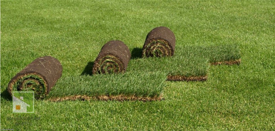 Рулонная трава для газона: виды, сорта и их особенности, укладка и уход, фото и видео