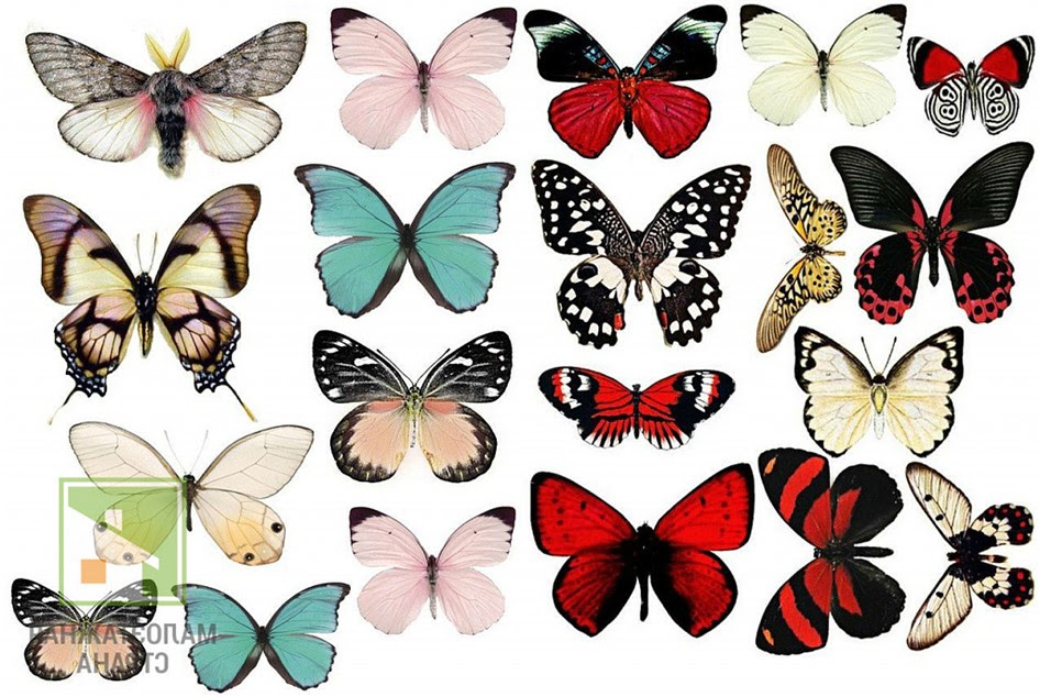 Шаблоны для бабочек для украшения интерьера фото