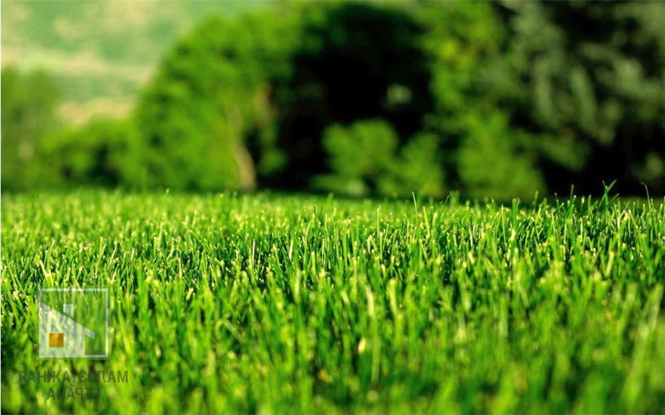 Все об устройстве газона: выбор растений, подготовка участка, посев и стрижка