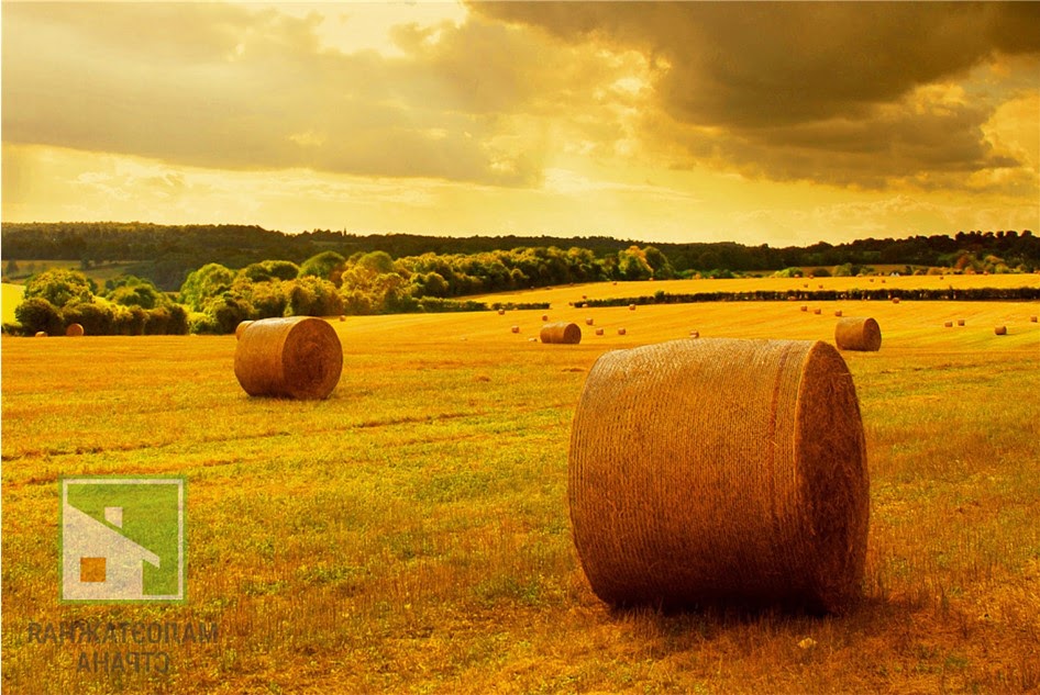 Земли сельхозназначения: особенности использования фото